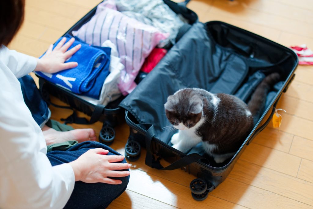 大切なペットと旅行 ペットツーリズムについて