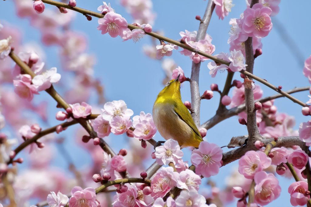 春を先取り 梅の見ごろと全国の梅の名所