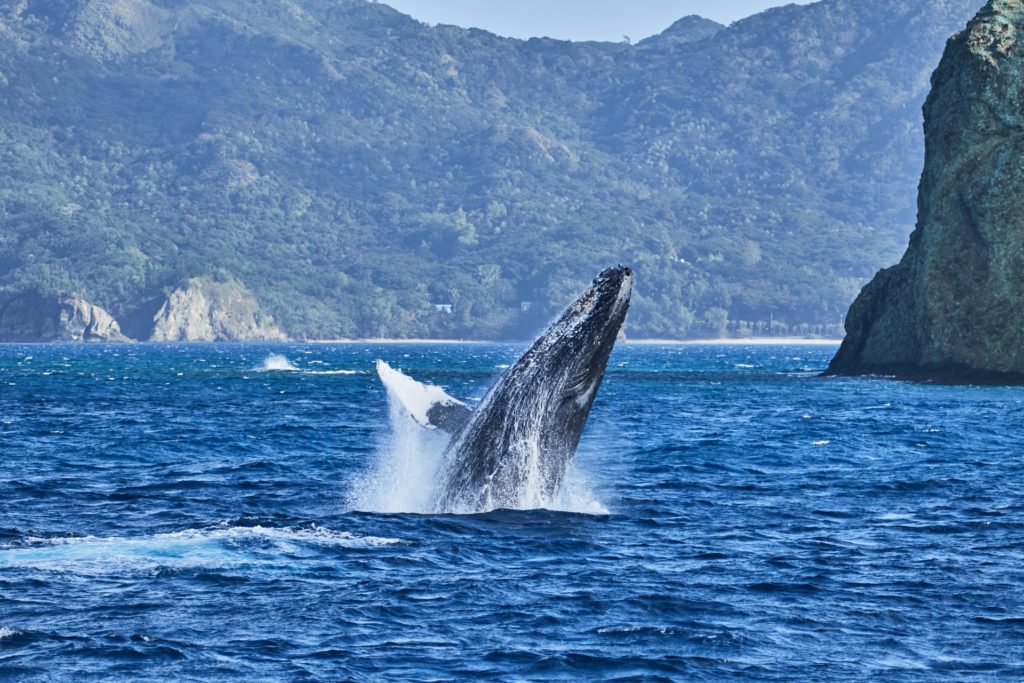クジラとの触れ合いを楽しもう ホエールウォッチングのポイント