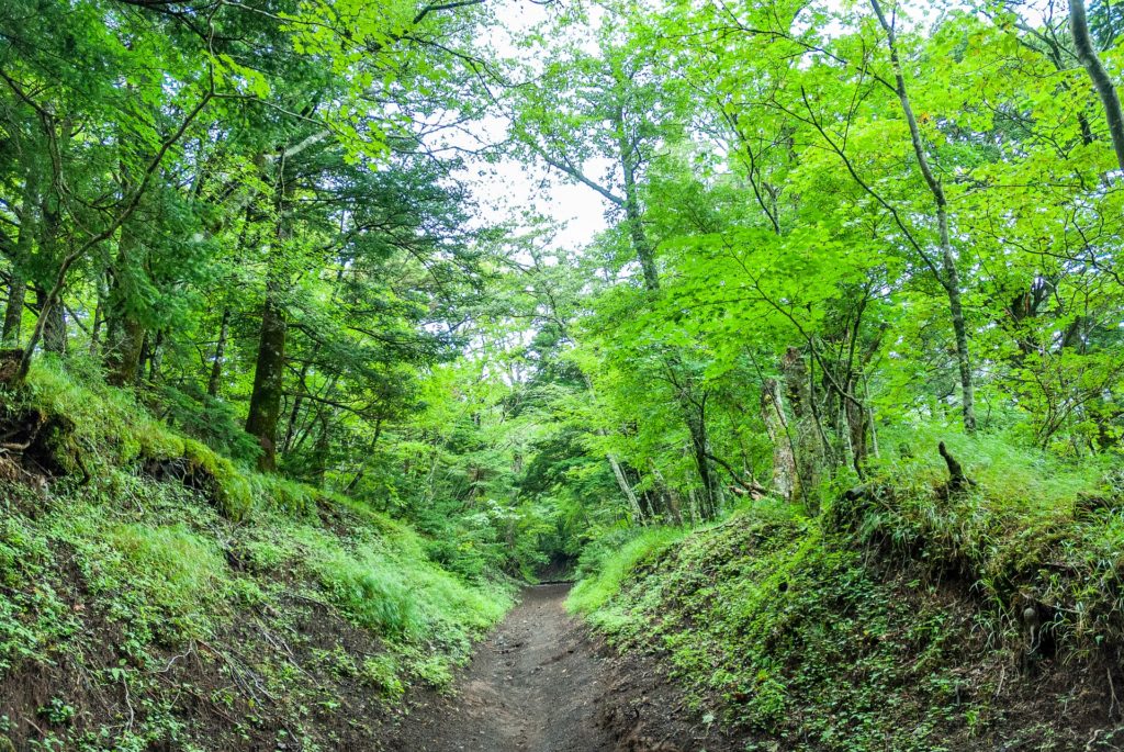 豊かな自然を体感しよう 山梨県のおすすめハイキングスポット