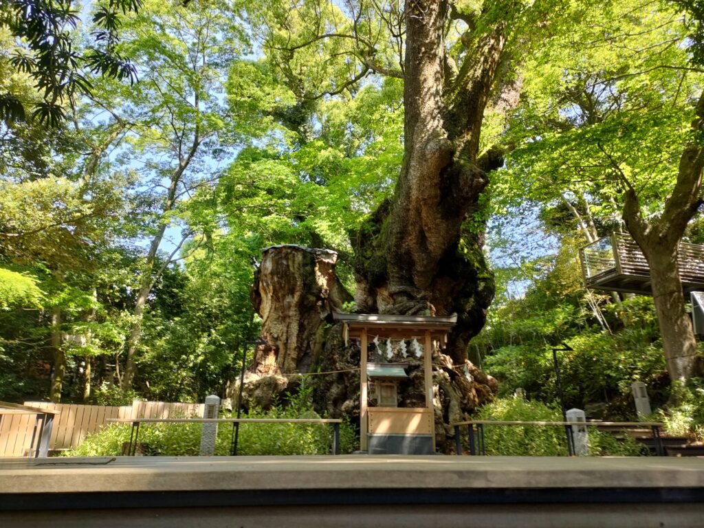 熱海随一パワースポット 来宮神社の歴史と見どころ