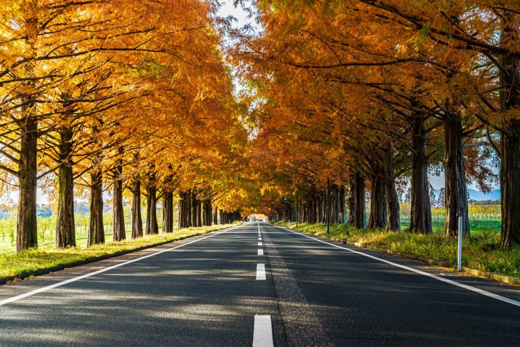 歴史的建造物や琵琶湖とのコントラストが楽しめる 滋賀県の紅葉スポット