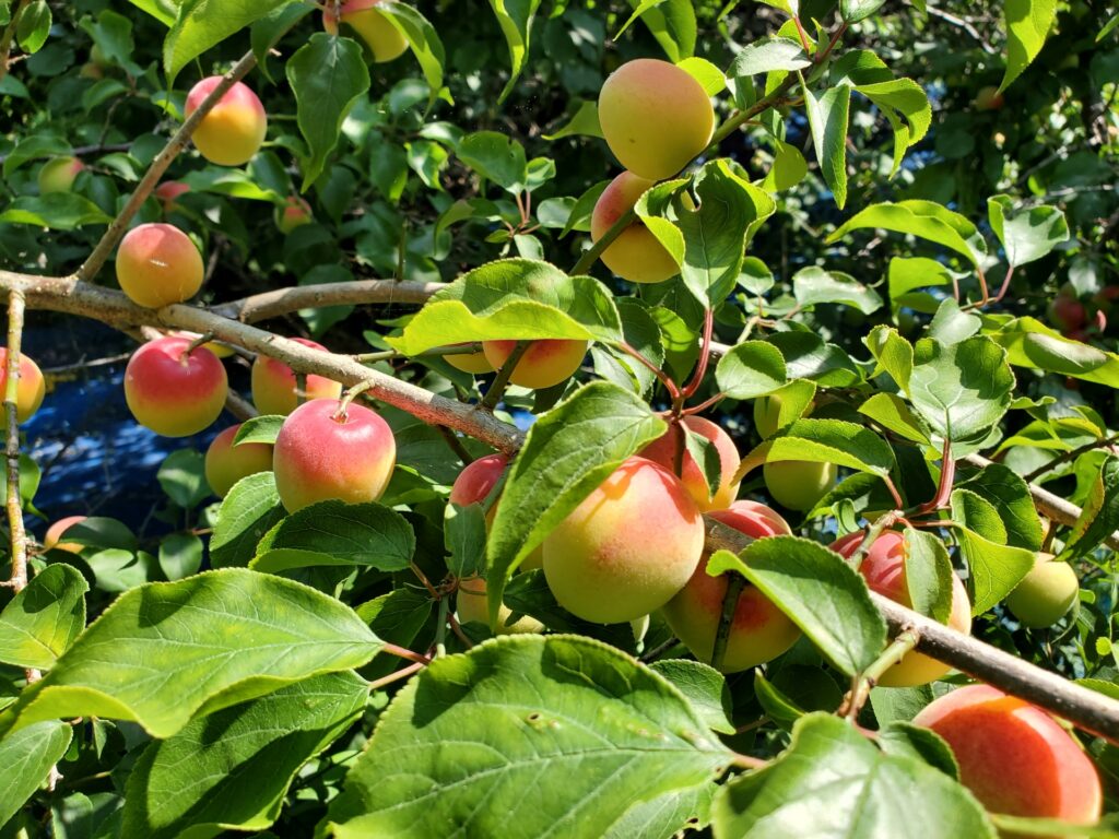 お土産にも持ってこい フルーツ王国・和歌山県のくだもの