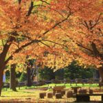 ひと足先に秋を探しに行こう 北海道の紅葉の名所