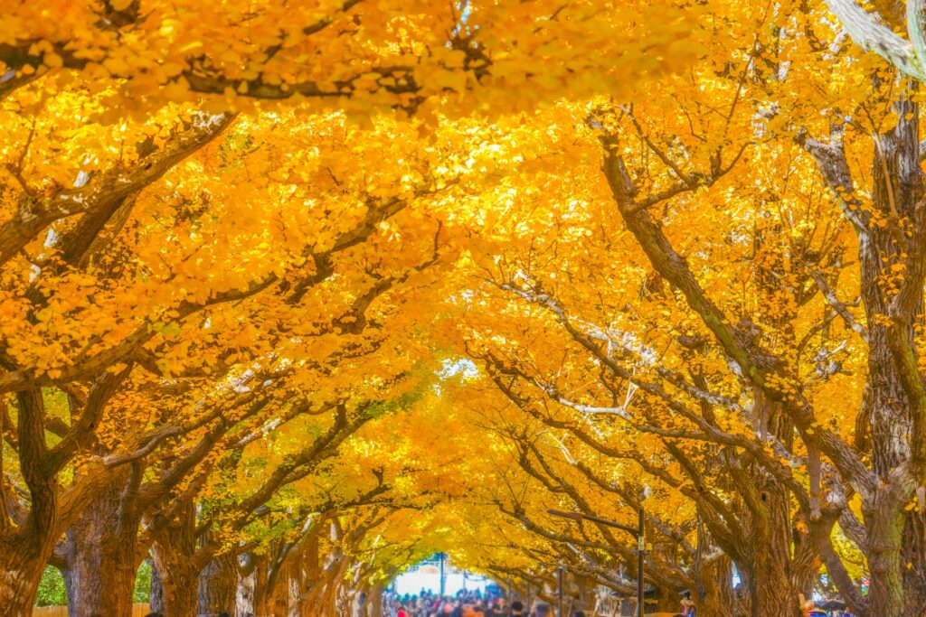 首都圏の秋を楽しもう 関東甲信地方の紅葉の名所