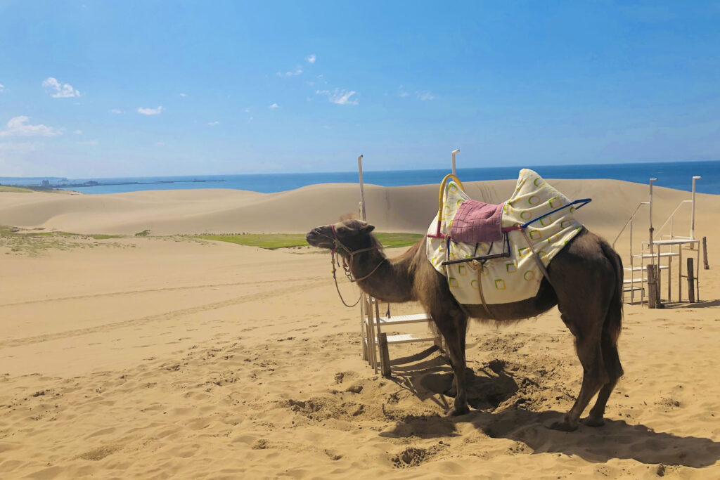 各方面から好アクセス 鳥取市のおすすめ観光スポット